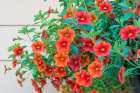 Issaquah, Washington State, USA. Hanging planter of Calibrachoa. Annual or perennial. Art Print